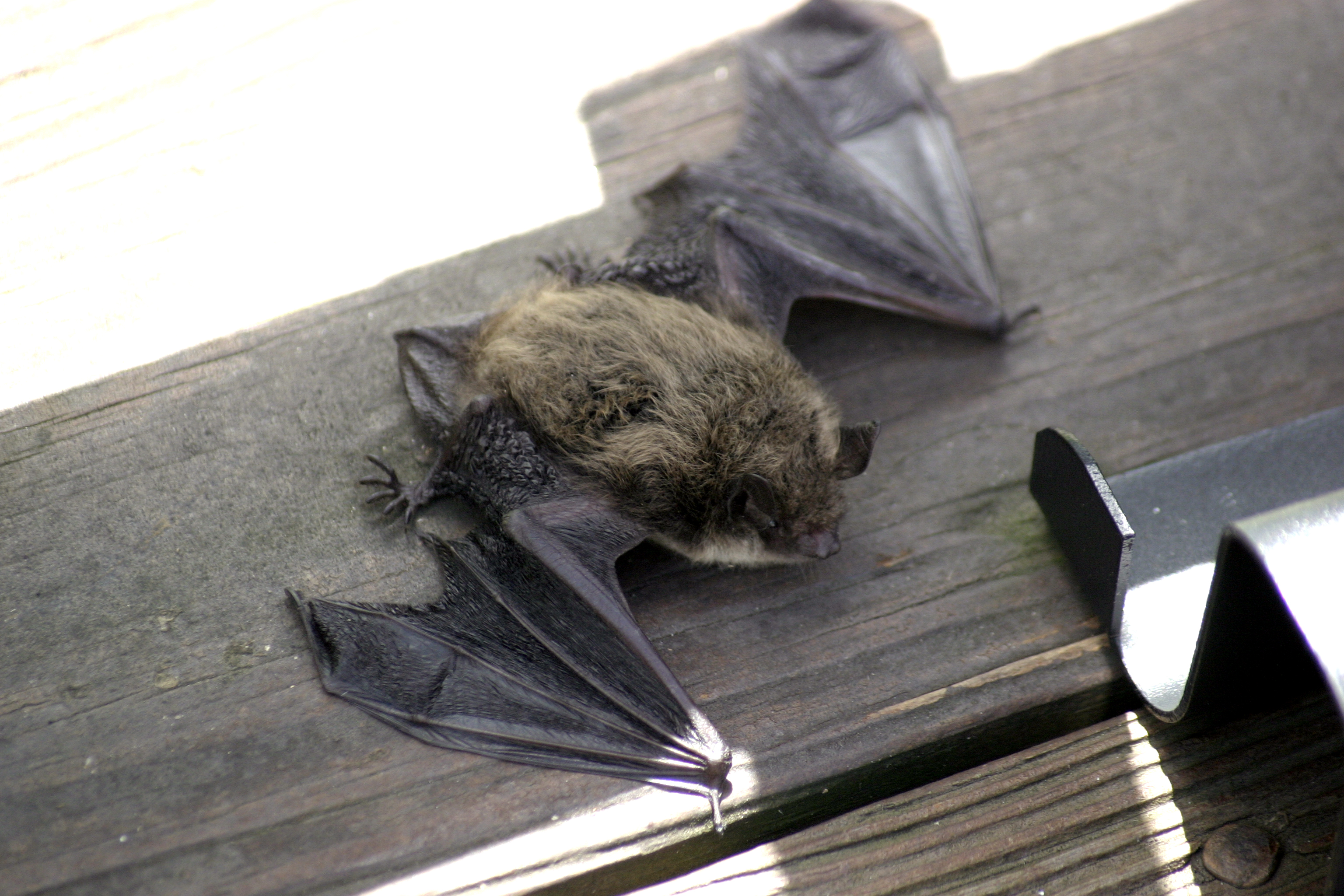 What Are The Benefits Of Bats Angie S List What Are The Benefits Of Bats