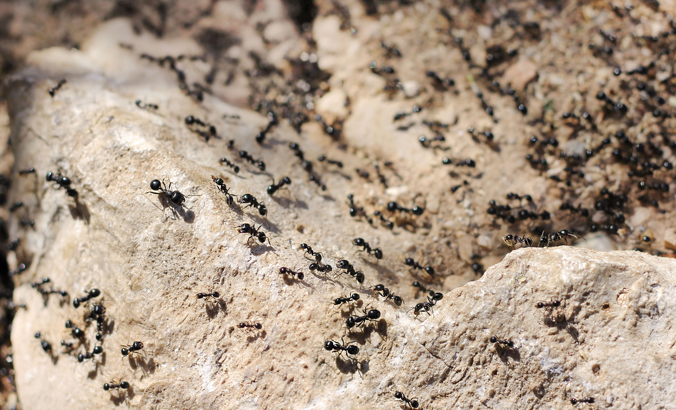 How to Prevent Ants How to Prevent Ants