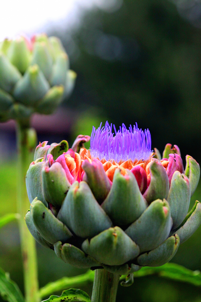 Decorative Artichoke Plants Shelly Lighting