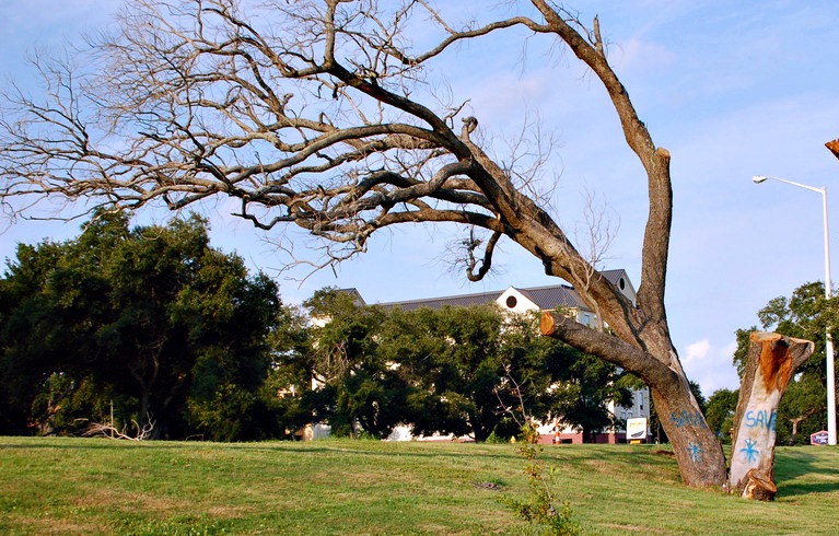 dead-tree_0.jpg