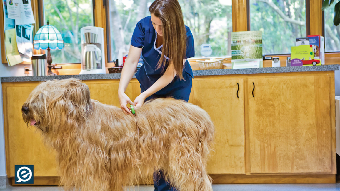 How To Get Rid Of Fleas In Your Home Angie S List 00