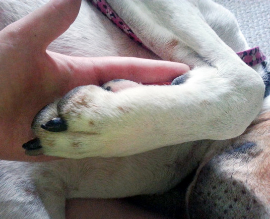 charlotte pet cemetery & crematory