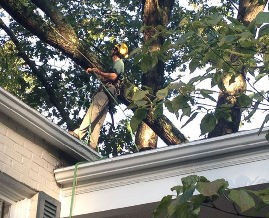 Tree pruning Tree pruning