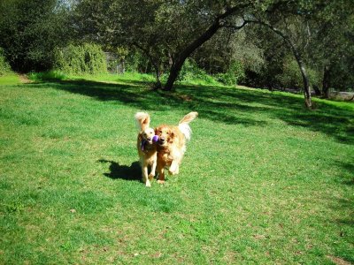 animal amour pet care center