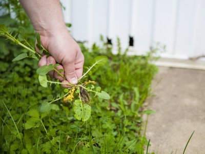 Top 10 Best Indianapolis In Lawn Treatment Services Angie S List Hand Pulling A Weed Out Of Lawn