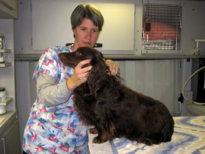 top rated veterinarians near me