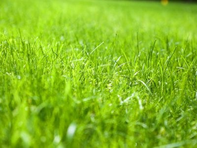 Top 10 Best Indianapolis In Leaf Removal Services Angie S List Backyard Transformation Lawn Care Tips