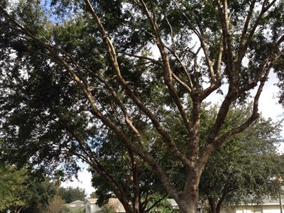 Top 10 Best Houston Tx Tree Services Angie S List The Benefits Of Tree Care Vs Removal