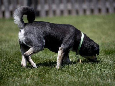 doggy day care southern suburbs