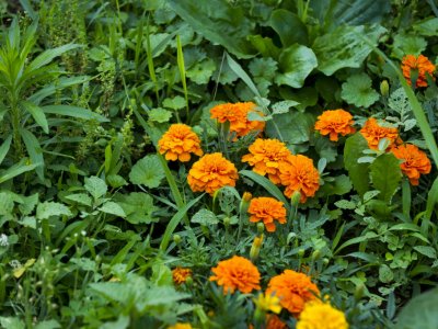 Top 10 Best Tampa Fl Landscaping Companies Angie S List Insects Bugging Your Plants Try These 10 Natural Insecticides