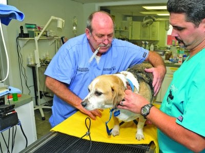 cedarwood animal hospital