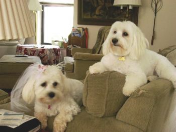 havanese puppies miami miami area groomer works wonders on havanese dogs angie s list havanese puppies miami miami area groomer works wonders on havanese dogs angie s list