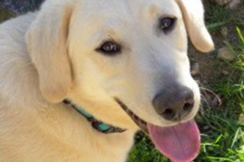 Best Dog Trainers Orlando Best Dog Trainers Orlando