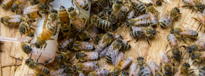 beehive
