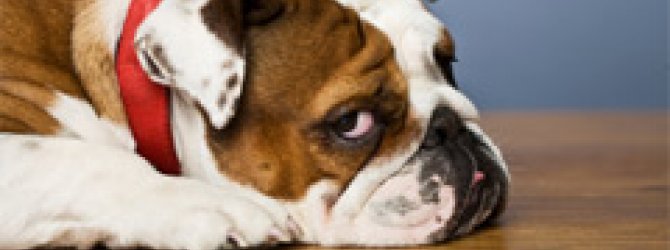 How To Make Pet Friendly Floor Cleaner Angie S List How To Make Pet Friendly Floor Cleaner