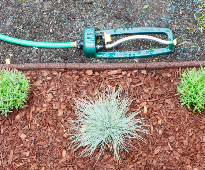 sprinkler watering newly planted grass seeds