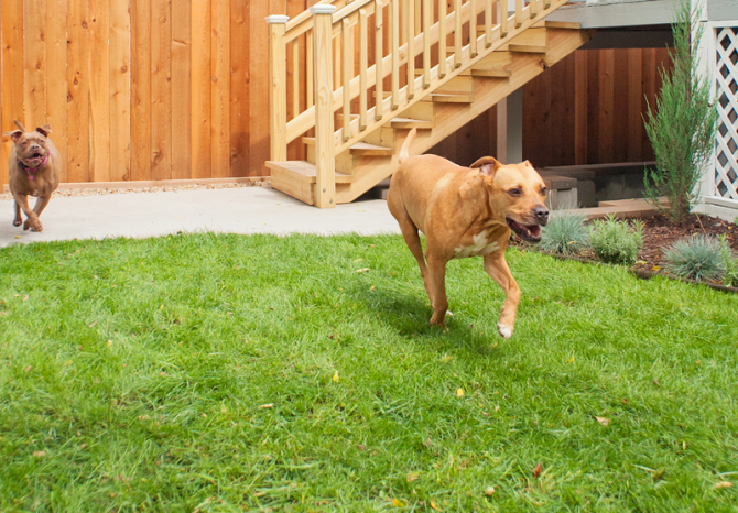 dogs running on green grass grown from seed