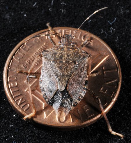 Brown marmorated stink bug on a penny for scale