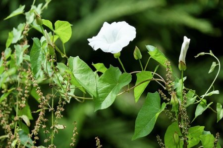 white flower on bindweed vine