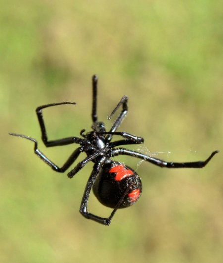 Female black widow spider