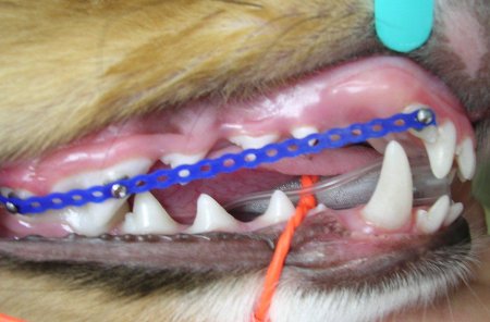 elastic band and bracket in dog's mouth