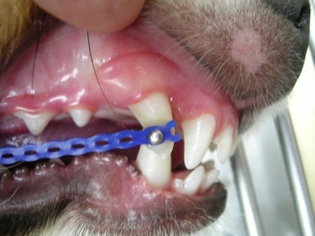 dog with braces