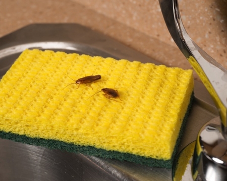 Correcting leaks and water damage is a quick way to discourage roaches from moving into your home. (Photo courtesy of National Pest Management Association)