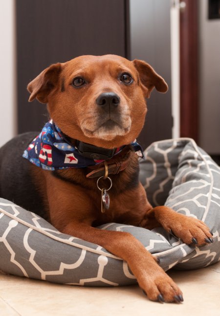 dog in kitchen awaits food