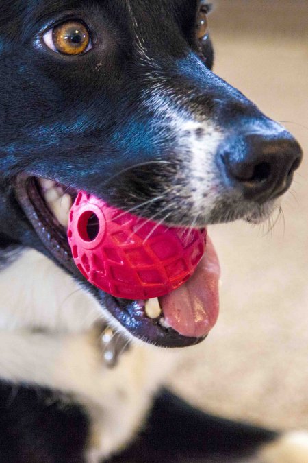 dog plays with red ball