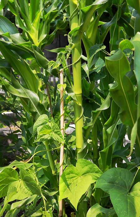 Plant Guilds To Help Your Garden Grow Angie S List Plant Guilds To Help Your Garden Grow Angie S List