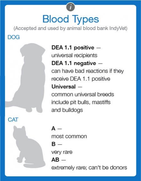 Clinics label blood differently, but IndyVet uses these blood types. (Graphic by Matt Mukerjee)