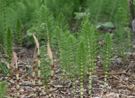 horsetail weeds in landscape
