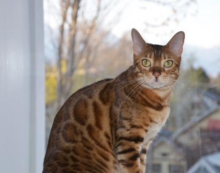 cat pet insurance