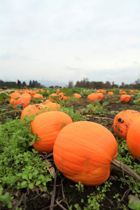 pumpkins planted in rows