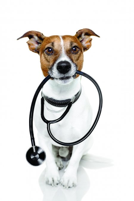 dog with stethoscope