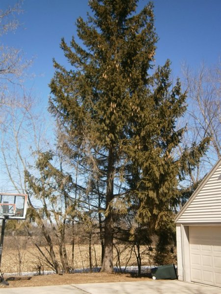 An arborist is the best professional to accurately diagnose and treat tree problems. (Photo courtesy of Jeff C. of Muskego, Wisconsin)