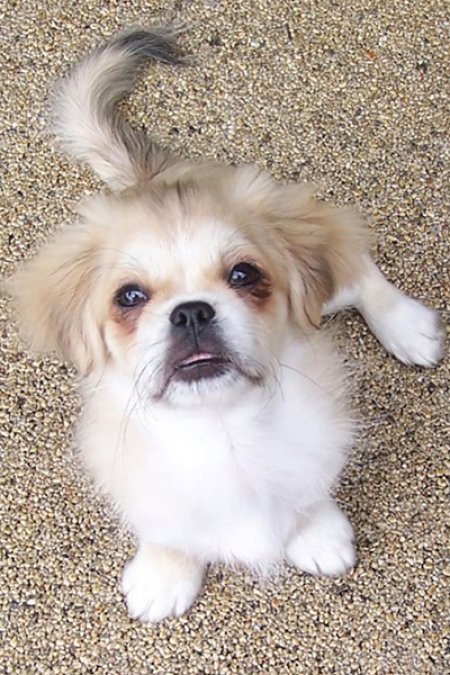 Kennel Cough Vaccine Cost >> How Often Should My Dog Be Vaccinated For Kennel Cough Kennel Cough Vaccine Cost >> How Often Should My Dog Be Vaccinated For Kennel Cough