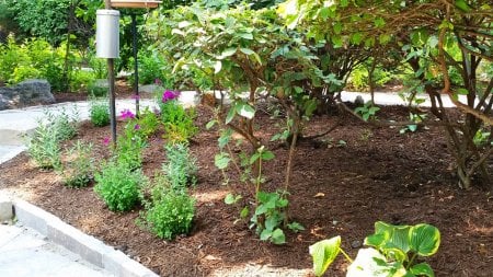 Perfect Plants To Place Over Septic Systems Angie S List Perfect Plants To Place Over Septic Systems Angie S List