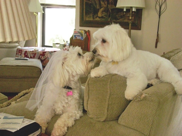 jeffs havanese window treatments dress up miami area home angie s list jeffs havanese window treatments dress up miami area home angie s list