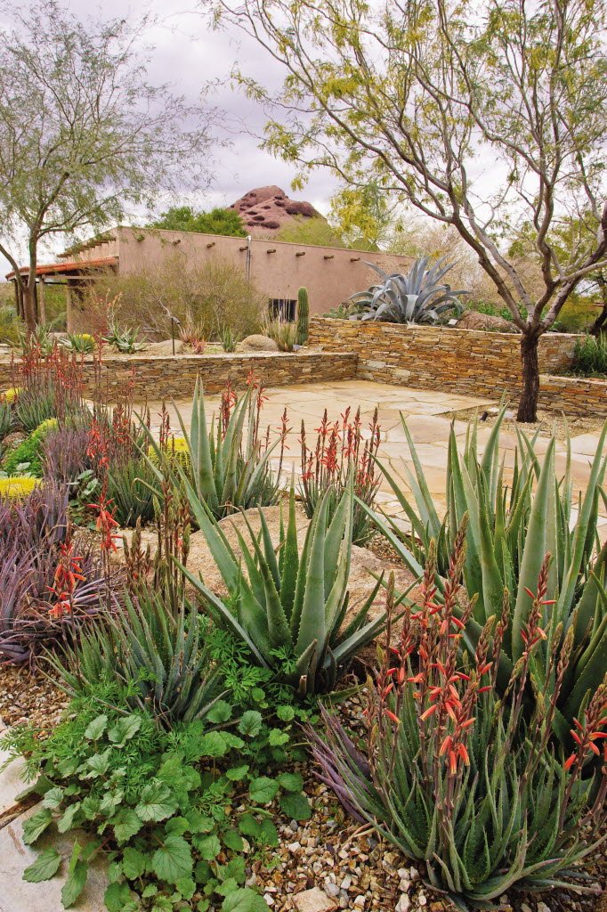 desert landscape, cactus, adobe