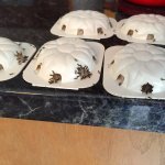 clusters of ants stuck in gel bait on ant traps