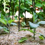 7 tips for creating a rustic garden angie's list