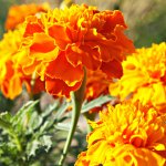 mosquito repellant marigolds
