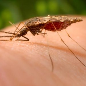How To Keep Mosquitoes Out Of Your Yard Angies List
