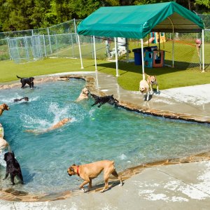 How Much Does it Cost to Board My Dog?