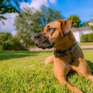 Can Seizures Cause Blindness In Dogs Can Seizures Cause Blindness In Dogs