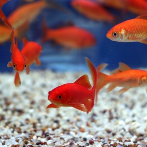 aquarium fish for or