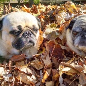 why is my pug so itchy summer sun protection for dogs angie s list why is my pug so itchy summer sun protection for dogs angie s list