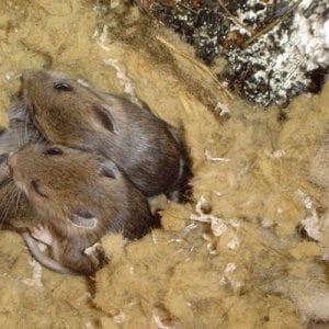 How To Get Rid Of Mice In Your Attic 7 Step Guide Pest Strategies