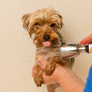 Secret Weapon Dog Grooming Secret Weapon Dog Grooming